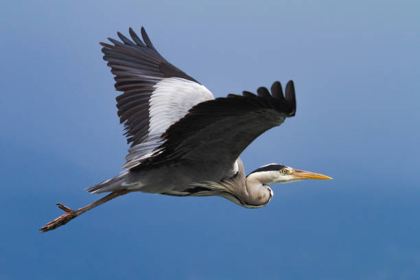 Gray heron in flight over a blue sky. stock photo