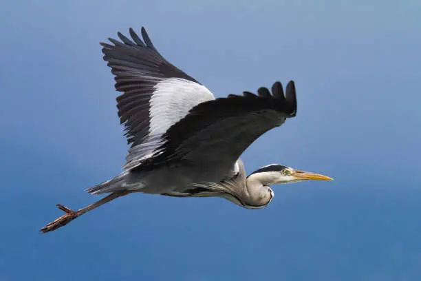 Gray heron flying over a clean blue sky. Very elegant and detailed shot.