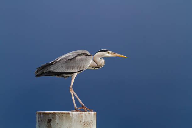Gray heron standing over a blue sky. stock photo