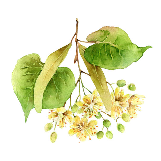 Watercolor linden flowers isolated on white background Linden flowers with leaves. Object isolated on white background. Watercolor illustration tilia stock illustrations