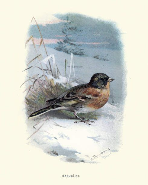 istock Brambling (Fringilla montifringilla) small passerine bird in the finch family 1206248103