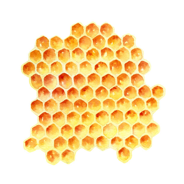 Watercolor honeycomb isolated on white background Bee honeycombs. Element isolated on white background. Watercolor illustration honeycombs clip art stock illustrations