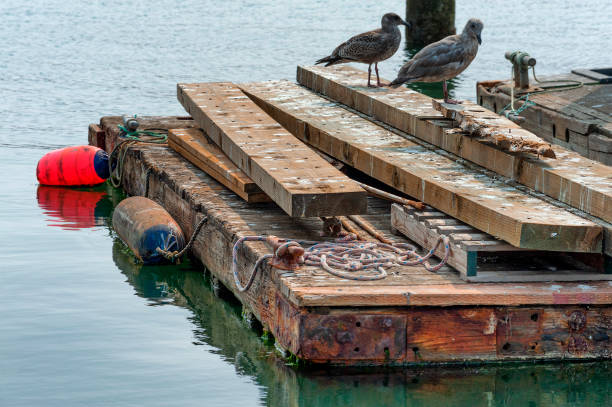istock Seagulls on dock in Newport on the Oregon Coast 1206252498