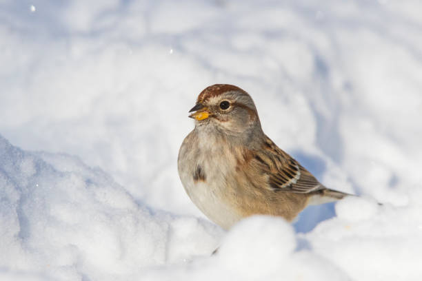 американский воробей дерева зимой - tree sparrow стоковые фото и изображения