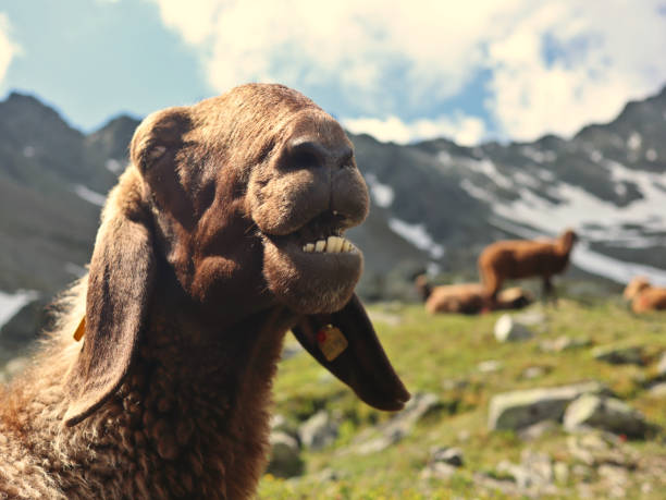 zbliżenie portret rzadkich brązowych alpejskich owiec rasy tiroler bergschaf z długimi uszami stojącymi w austriackich alpach - oetztal alps zdjęcia i obrazy z banku zdjęć