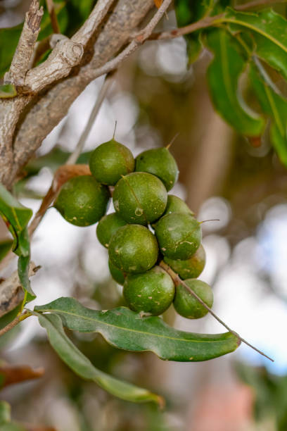 istock Evergreen macadamia free with ripe green nuts in shell ready for harvest 1206256463