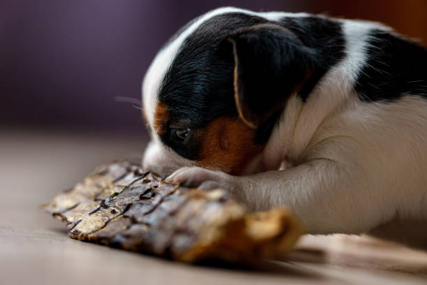 istock The puppy eats a bone. Dog Jack Russell Terrier. 1206256813