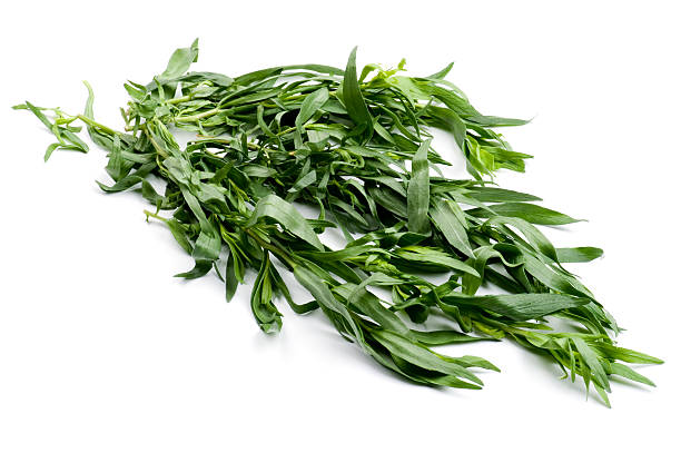 estragon nahaufnahme - tarragon close up freshness herb stock-fotos und bilder