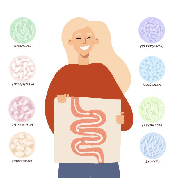 Probiotics Concept with a young girl showing her gut and good digestion with the help of different probiotics. Hand drawn vector illustration, for banner, flyer, card, web, article. human digestive system illustrations stock illustrations