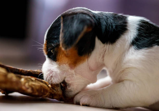 istock The puppy eats a bone. Dog Jack Russell Terrier. 1206257299
