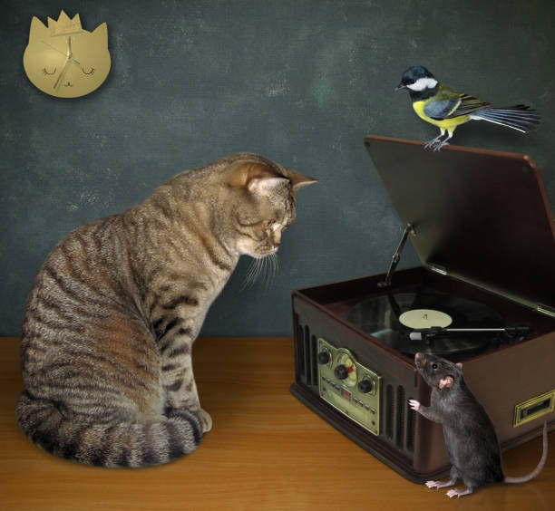 istock Cat with rat near record player 3 1206257367