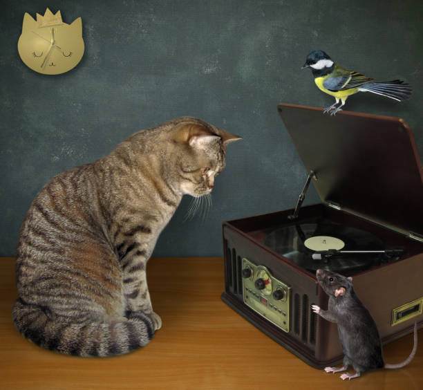 gato com rato perto do toca-discos 3 - three animals audio - fotografias e filmes do acervo