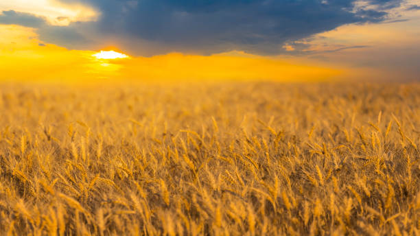 istock beautiful rural wheat field under a cloudy sky at the dramatic sunset 1206260293