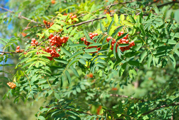 istock ashberry at dry sunny summer day 1206262009