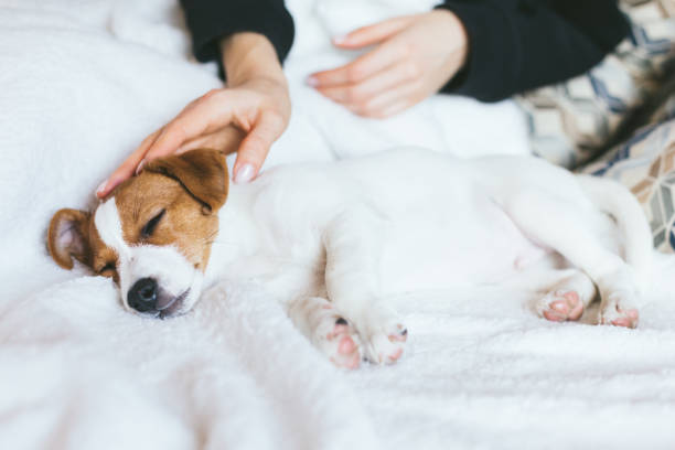 istock Adorable puppy Jack Russell Terrier sleeping on the white blanket. 1206267116