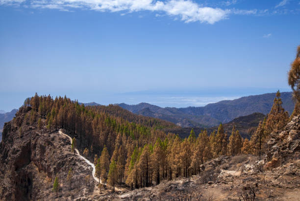 istock Gran Canaria after wildfire of August 2019 1206267240