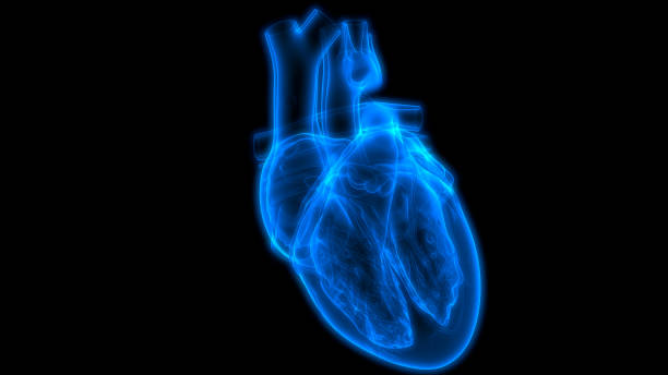 istock Human Circulatory System Heart Anatomy 1206267428