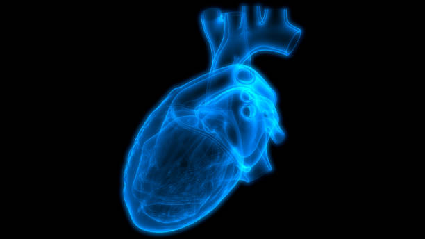 istock Human Circulatory System Heart Anatomy 1206267590