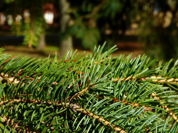 istock green pine twig. blurry bright soft forest background 1206267978