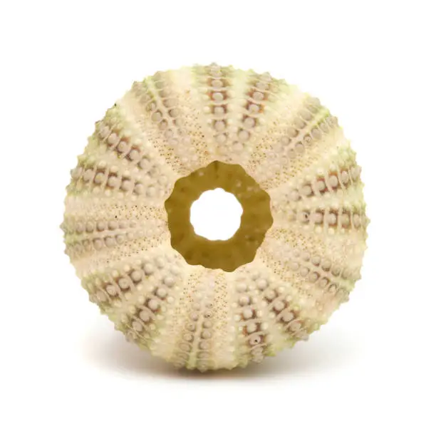 sea urchin skeleton isolated on white background
