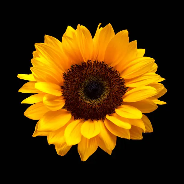 Photo of single sunflower isolated on black