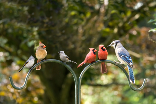Pájaro diversidad de reuniones photo
