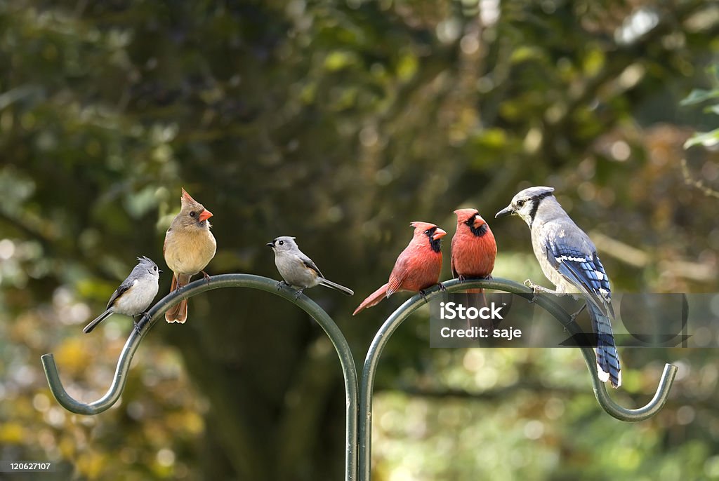 Bird Diversity Meeting Birds of different feathers flocking together. A metaphor for diversity. Bird Stock Photo