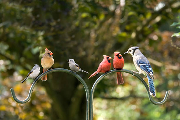 Bird Diversity Meeting Birds of different feathers flocking together. A metaphor for diversity. northern cardinal photos stock pictures, royalty-free photos & images