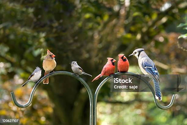 Bird Diversity Meeting Stock Photo - Download Image Now - Bird, Variation, Individuality