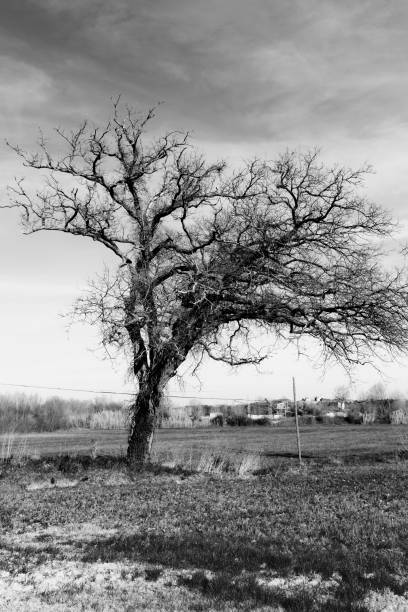 istock Black and white landscape, bare tree in the field 1206271123