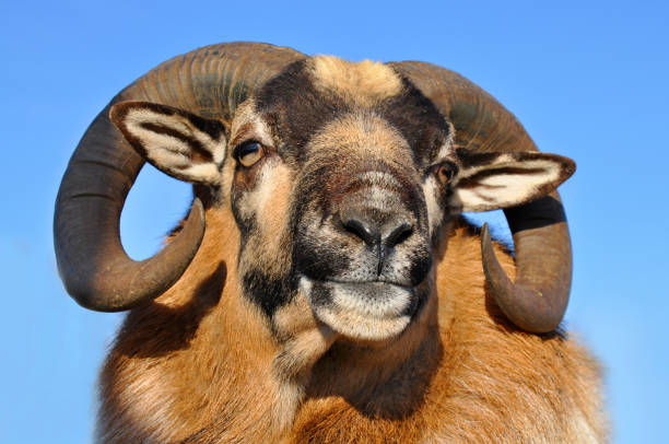 istock Cameroon sheep male 1206271273
