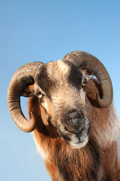 istock Cameroon sheep male 1206271283