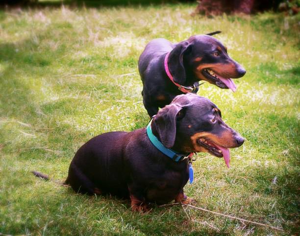 istock Miniature daschshunds dogs playing in the park 1206271792