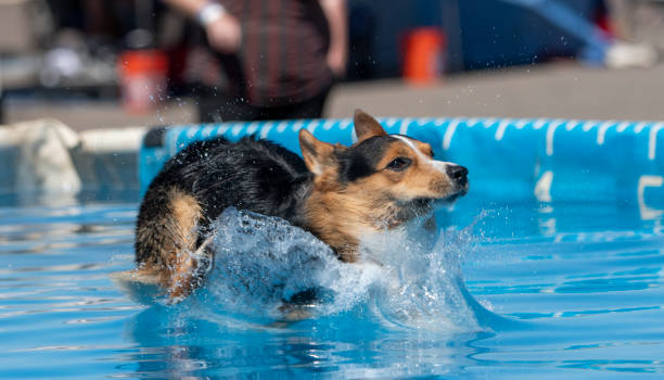 istock Pembroke corgi landing in the water 1206272523
