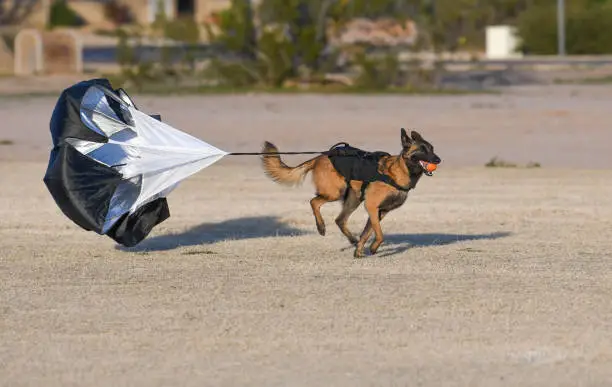 Belgian Malinois with a parachute doing resistance training at the park