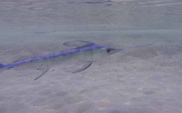 istock Swordfish in sea 1206273223