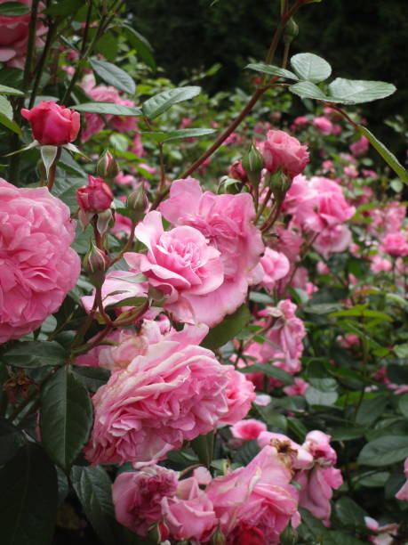 istock Sweet Bright Pink Roses Blooming in Stanley Park 2019 1206273604