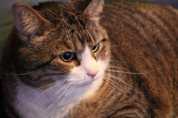istock our domestic cat johanna 1206273759
