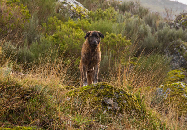 Serra da Estrela dog in the wild Serra da Estrela dog in Serra da Estrela, Portugal Estrela Mountain Dog stock pictures, royalty-free photos & images