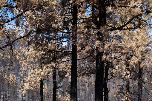 Gran Canaria after wild fire in August 2019, walking route Cruz de Tejeda - Artenara, trees with various stages of fire damage