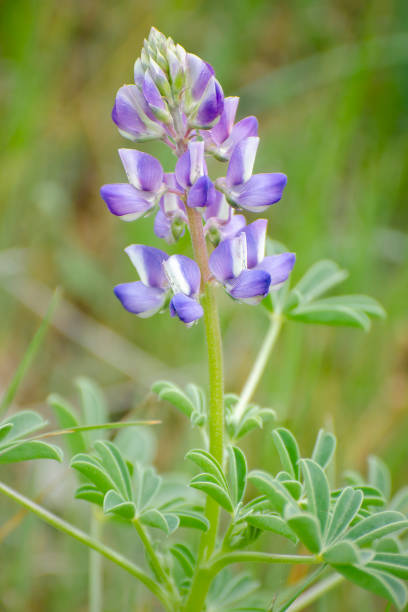 istock silver bush lupine, Lupinus albifrons 1206276342