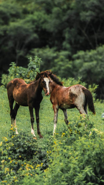 istock San Lorenzo, Salta, Argentina 1206276496