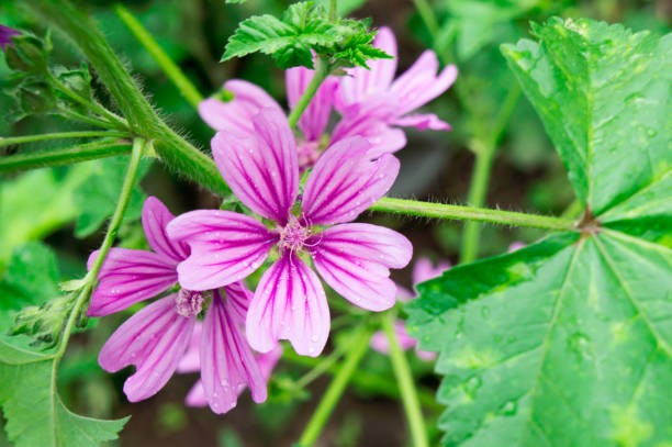 istock Malva Gibbortello or Hairy Marshmallow flower closeup while covered up with raindrops. 1206277777