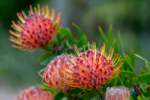 istock Majestic red flowers in Botanical Park Flora 1206278003