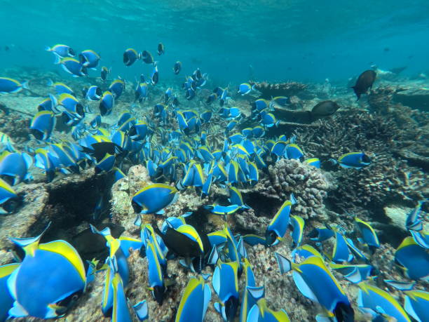 istock Doctorfish Swarm in the Sea 1206278053