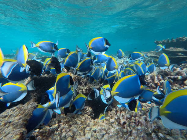 istock Doctorfish Swarm in the Sea 1206278055