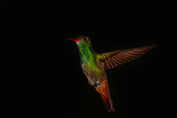 istock Rufous-tailed Hummingbird flying 1206280679