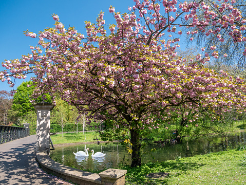 Springtime scenery outdoors in Regents park with pink bloosom cherry tree along the river in a sunny day in London