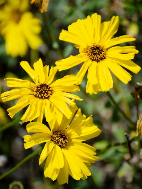 california brittlebush, encelia californica - brittlebush fotografías e imágenes de stock