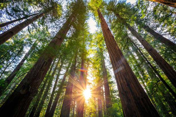 レッドウッズ、レッドウッドナショナル&ステートパークスカリフォルニアの日の出 - forest tree woods redwood national park ストックフォトと画像